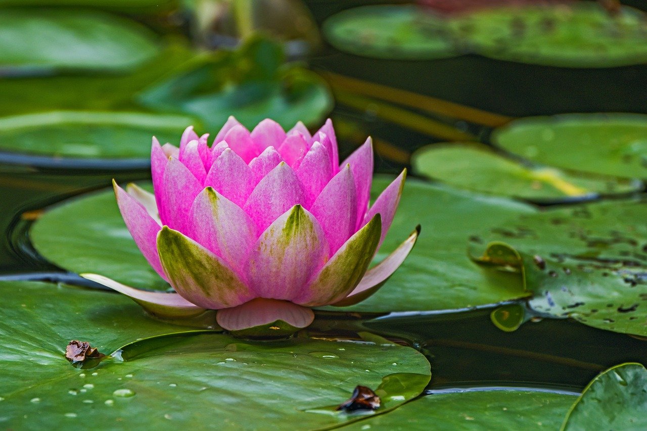 water lily, lotus, pond-7265146.jpg